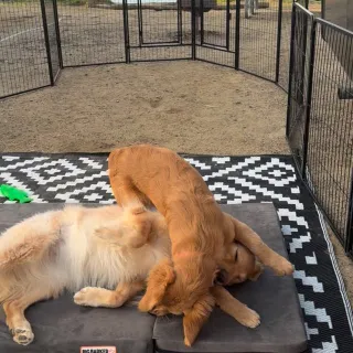 Our RV adventures are better thanks to our @fxw_us RV play pen and FXW RV Step Grid! Knowing that the dogs are safe allows extra peace of mind.  The RV Step Grid is sold separately and allows for the 