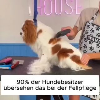Beschleunige den Fellwechsel deines Hundes! #Hundeliebe #Pfotenmond #Hund