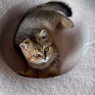 Even wat heerlijke kittenspam op de vroege morgen hoor 😻 Het is wel lekker druk hier in huis de laatste tijd haha! Deze rakkers hebben namelijk megaveel energie en vooral op tijdstippen wanneer wij da