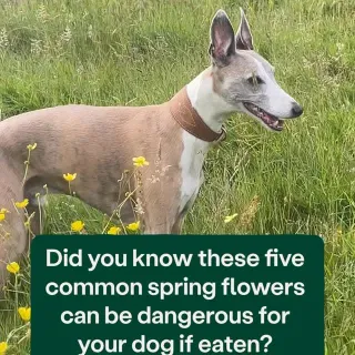 🌸 Share this post with a fellow dog walker who might not be aware! 🌸
 
These blooms may be beautiful, but they all pose a danger to our dogs if eaten…
 
💐 Daffodils – all parts are poisonous due to th