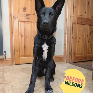 ✨ Meet Rosie ✨

An 8-month-old German Shepherd thriving on Wilsons Premium Cold Pressed.

“Having started our food just a few short months ago, she’s now at a perfect weight for her breed and actively