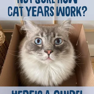 It seems some of you are confused by the concept of cat years, so here's a helpful guide! Hope this clears it up? 😇 

We're often asked if we offer recipes suitable for kittens. The answer? Yes! Wheth