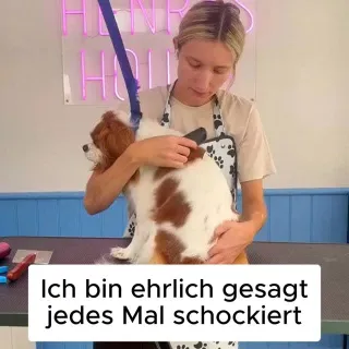 Ein Geheimtipp aus dem Hundesalon für dich 🐶 #Hundeliebe #Pfotenmond #Hund
