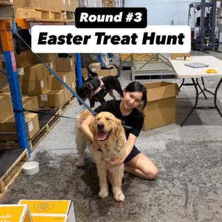 Easter Treat Hunt 🪺🏁 round 3! 

Who will make it to the grand final? Browley or Luigi?! 👀🐶 #easter #dogs