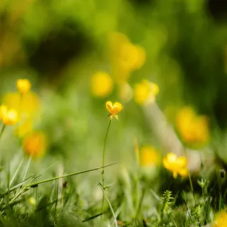 Spring awakens in petals and whispers, a delicate symphony unfolding softly on the skin.

#etatlibredorange