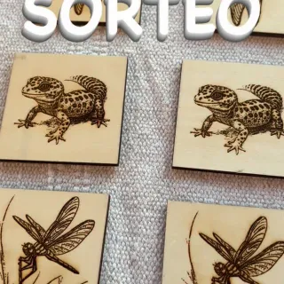✨ En @doctoramaceta seguimos combinando creatividad 🎨 y aprendizaje 🧠 con mi peque, y hoy queremos enseñaros una actividad que nos ha encantado 💛

Esta vez hemos utilizado nuestro Láser Pecker ✨ para 