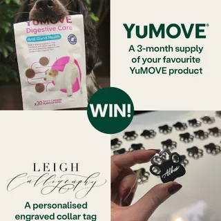 If you saw us at Crufts, you'll know we offered our new and existing subscribers a free engraved collar tag from @leigh_calligraphy as a thank you 🐾

Let's just say they were *very* popular! 

A lot o