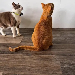 Dinner sounds a little different when you’re listening this closely 🍽️ 🐈‍⬛