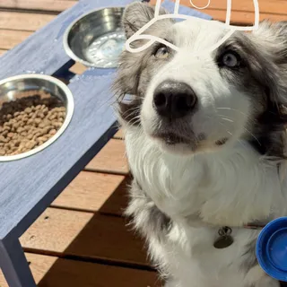 FRANKIE ON THE BIG SCREEN 🥹 
While making this batch of upcycled plastic pieces, we made something for the big four-legged members of the household too.

A dog feeder made from upcycled plastic waste.