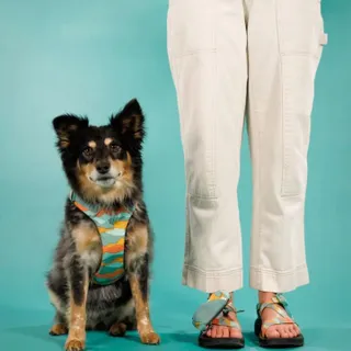 The joke is over, but the gear is REAL. 💩✨

SHOP THE COLLECTION (1 WEEK ONLY): You can officially shop the custom sandals and matching dog gear for one week only. Comment “MATCH” for the direct links!