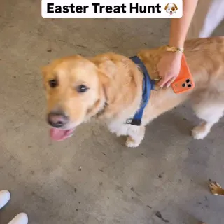 Easter Treat Hunt 💛 GRAND FINAL 🏁🐶

Browley VS Lenny VS Steven!

#easter #longweekend #dogsofinstagram 💛🐣