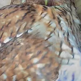 Calmness in the Tawny Owl nestbox this morning. Hope the 3rd owlet makes it as it is significantly smaller than its 2 siblings.

📸 Greenfeathers nestbox camera

L I V E nestbox video feed 24/7 on my Y