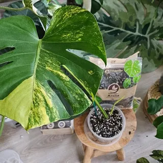 Happy monday💚

After a couple of weeks of growth it's time to repot this yellow marylin i got from @thelittleplantfam 😍💚

And ofcourse i use the @sybotanica aroid mix for this, and a clear pot😍

It's 