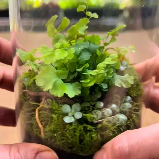 How to turn your kitchen jars into living micro worlds