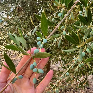 From soil to table!!! 🌿🫒🍇🍊🐝 All of our olive oils, vinegars, and honey all begin the same way: grown, gathered, and shaped by the earth. 

Olives, citrus, blackberries, grapes — even the bees, make it