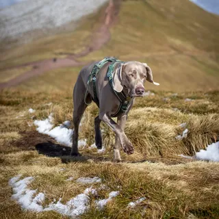 Running into the Easter Holidays with adventures in mind

What has everyone got planned for the Easter break? 

Wearing @twiggytags 🏷️FLO

#weimaraner #easterholidays #adventurespending #hikingdog #wa