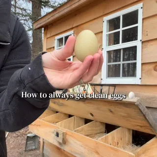 Nesting pads are the way to go 👏🏼🥚 Clean eggs every time. And of course our girls get the princess treatment with the added nesting herbs 🌿 @roostysofficial 
#chickens #hack #farmlife #homesteading #b