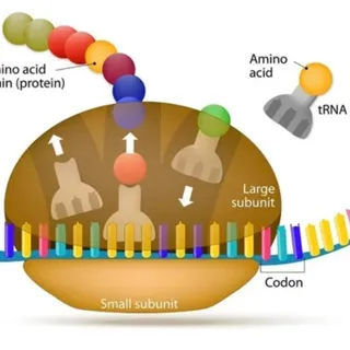 Spermidine helps preserve cellular RNA stability.
By binding to RNA molecules, it protects them from degradation and supports accurate protein production, which is essential for maintaining normal cel
