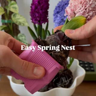 Easy spring nest setup🌿✨ 

Hyacinths on a mineral drainage layer, surrounded by a chunky aroid mix. Finished with fresh moss to tie everything together🙌🏼

What do you think? 👀

AD |  Using the 1L pouc