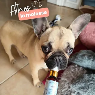 Athos a décidé de tester Souffle Polaire à sa façon 🤪

Bon, on va pas se mentir, le pschiiit l’a un peu surpris au début 😅

Mais aujourd’hui, monsieur profite d’une haleine bien plus fraîche et d’une 