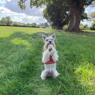 🛎️ Lyme Disease Awareness Month reminder: Check. Your. Dog. 

Lyme disease, spread through tick bites, can impact your dog’s joints and overall health. Ticks are most commonly found in wooded, brushy,