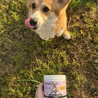 Bonnie adore ses friandises Articulations de chez Vitamii 🐶✨

Elle s’en lèche déjà les babines… et ses petites articulations lui disent merci 💛🦴