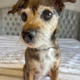 March is Pet Anxiety Awareness Month which helps owners recognise the signs of stress and anxiety 💛

@adaptildog kindly sent us this fabulous 30 day calm collar to comfort your dog in stressful situat