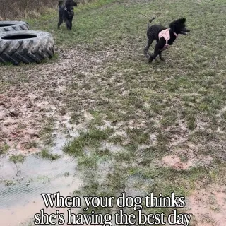 Throwback to Bambi living her best life at the muddy dog park… until it came to bath time afterwards 🤣 @hellomuddaddy to the rescue!!

#dogstagram #dogsofinstagram #instadog #standardpoodle #hairlessa