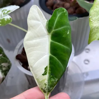 Our Frydek Tricolor just got a full transition 🌿✨

We moved her from soil into our moss + LECA setup. Now we wait for those thick, healthy roots to take over 🤍

Would you keep yours in soil — or make 
