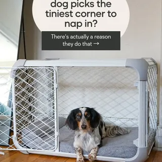 still think crates are unnecessary? your dog’s instincts say otherwise. share this with someone who needs to see this 👀