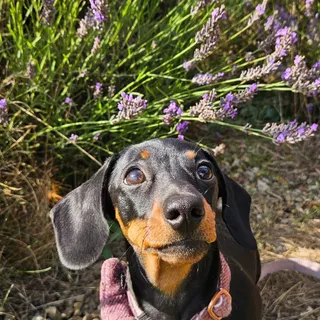 Pretty doesn’t always mean safe! 🌼

Some common spring flowers like daffodils, tulips, lilies, and foxglove can be toxic to dogs if nibbled ⚠️ Even a small bite can lead to tummy troubles or worse.

K