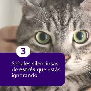 ¿Sabías que tu gato puede estar estresado sin que te des cuenta? 🐱

Algunas señales pueden ser muy sutiles, por eso es importante observar cambios en su comportamiento habitual.

#feliway #catlover #b