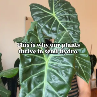 This is the setup that keeps many of our plants thriving 🌿

Semi-hydro allows us to create a stable environment for the roots without constantly guessing when to water.

Our go-to combination:
• LECA 
