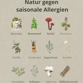 🌸🤧 Wenn dein Körper im Frühling überreagiert…
Niesattacken, juckende Augen, Atemprobleme –
saisonale Allergien können den Alltag richtig belasten.

Doch statt nur Symptome zu unterdrücken, lohnt sich 