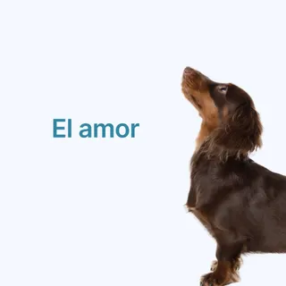 No hay amor como el amor de un perro 💗