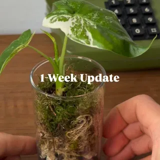✨1-week update of my favorite Alocasia setup 🌿 

Drainage layer of mineral mix, topped with sphagnum moss and a layer of fresh moss for the look💅

Gave it some nutrients and after almost a week, I’ve 