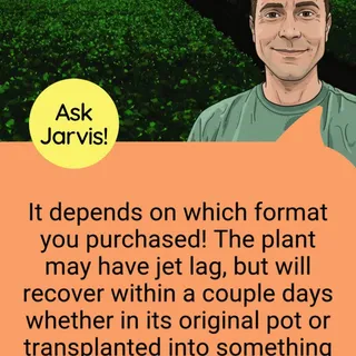 Ask Jarvis! As our first batch of shipments to zones 9a-10b begin next Monday, March 16th, we are looking forward to seeing everybody's plants arrive! Keep an eye on your email for shipping confirmati