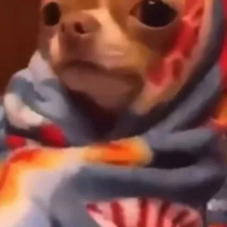 Con questo freddo stai diventando campione di scuse per non uscire? 🥶❄️
Nel caso in cui fossi stanco di farlo abbiamo un video perfetto da inoltrare a quegli amici troppo entusiasti. Anche con 3 gradi