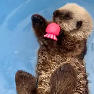 Otter joy on full display. Love seeing our bath toys make a splash.
📸 @vammrs
