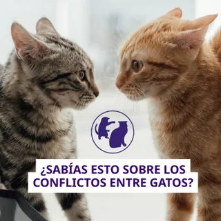 ¿Tus gatos han tenido alguna pelea? 🐱

Después de un conflicto puede quedar en casa una “huella olfativa del miedo”, un rastro de feromonas de estrés que puede mantener la tensión entre ellos.

Por es