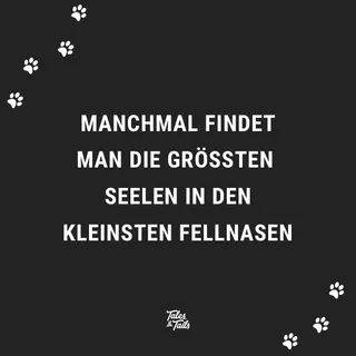 Lass uns schauen wer von euch den kleinsten und größten Hund hat 🧐
Schreib das Gewicht eures Hundes in die Kommentare 

#hundeliebe #hundefreunde #pfotenliebe #fellnase #hundefotografie #dogsofinstagr