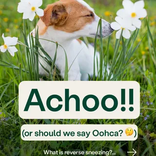 Reverse sneezing has taken us all by surprise at some point, and it can be quite worrying when your dog does it for the first time.

But do you know what’s considered normal and when it’s time to see 