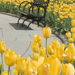 “If you look the right way, you can see that the whole world is a garden.” — Frances Hodgeson Burnett, The Secret Garden 

Take in a moment of peace in Central Park’s Conservatory Garden. 

Late last