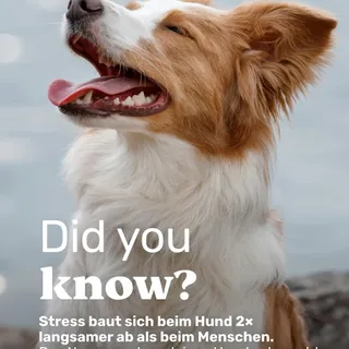 Did you know? 🐶

Stress baut sich beim Hund deutlich langsamer ab als bei uns Menschen. 

Das Nervensystem braucht Zeit, um wirklich wieder runterzufahren. Deshalb sind Ruhephasen, Routine und Entspan