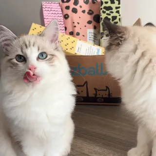 When they don’t even pause … you know it’s good! 😻 

We’ve been trying @fuzzball.club (gifted) for the past few weeks, and it’s been an immediate hit with the kittens! 

#fuzzball #fuzzballcatfood #uk