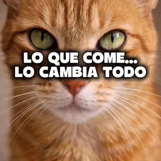 Publi | Estamos alimentando mal a nuestros gatos…
sin darnos cuenta.

No porque queramos, sino porque muchas veces no entendemos lo que realmente son.

Son carnívoros.

Y su alimentación debería acerc