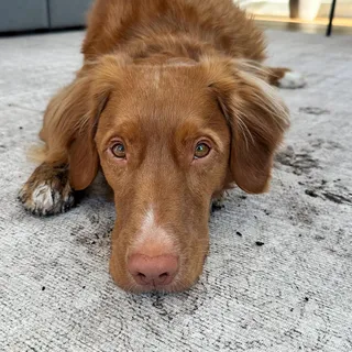 Muddy paws are in season — is your rug ready?

📸 @hickory.dickorydog
Rug: Victoria — Beige

#washablerug #homedecor #madefortogether