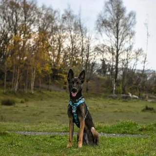 My picture perfect young man 🩵

Lagoon harness/collar by @twiggytags 
ID tag @starkerhounds 

#pictureperfect #youngman #belgianshepherduk #malinoisuk #rescuemalinois