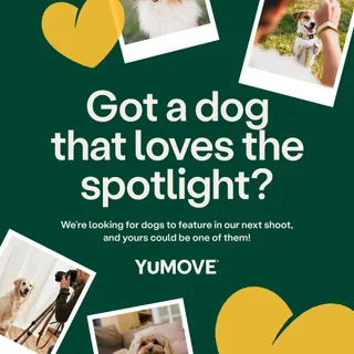 Has your dog mastered the perfect “big stretch”? 🐶 Or do they just love to work the camera for a treat?! 📸

Then we’d love to see them on set! 

We’re planning an exciting two-day shoot in the Hertfor