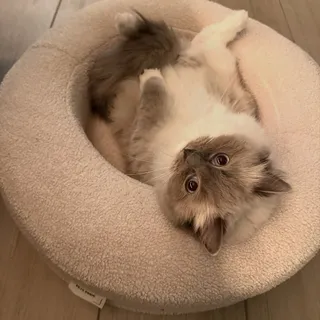 Iets minder dan een jaar geleden zaten we in de afrondende fase van het ontwerp van onze Teddy mand 🏆

We merkten dat veel mandjes er zacht en fluffy uitzagen,
Maar bij lange na niet de juiste onderst